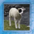 Patch Lamb 1 coaster