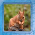 Red Squirrel 4
