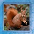 Red Squirrel 7