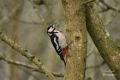 Greater Spotted Woodpecker 2
