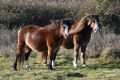Newborough Ponies