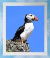 Puffin 11 Framed
