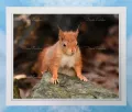 Red Squirrel 9 Framed