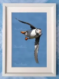 Puffin 12 Framed