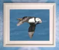 Puffin 14 Framed