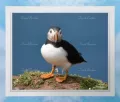 Puffin 10 Framed