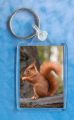 Red Squirrel 6