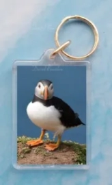 Puffin 10