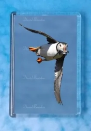 Puffin 12