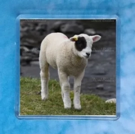 Patch Lamb 1 magnet